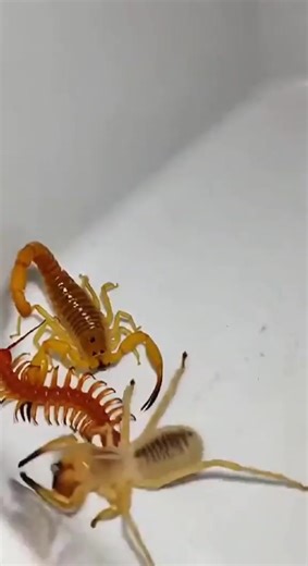 26K views · 194 reactions | Witness an intense macro wildlife encounter as a spider launches an attack on both a scorpion and a centipede. These venomous predators are known for their speed, strength, and survival instincts—but when they collide, only the toughest survives.#Spider #Scorpion #Centipede #Wildlife #MacroNature #PredatorVsPredator #NatureBattle #AnimalFight #InsectsOfInstagram #NaturePhotography #WildAnimalEncounters #SurvivalInNature #MacroWorld | SpiderVerse Wild | Facebook