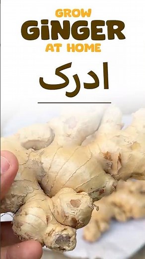 How to Grow Ginger at Home in Pot or Grow Bag 🌱 | Easy Method