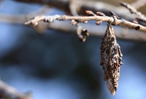 How to Get Rid of Plaster Bagworm? | Identification and Control Guide - Pest Samurai