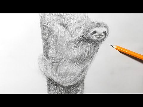 How to Draw a Sloth | Pencil Sketching Technique