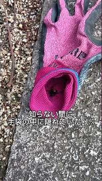 香川県:セアカゴケグモ咬症事故考察