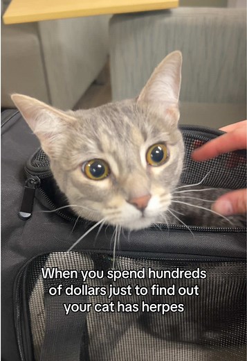 Feline Herpes: What It Is & How Cats Get It