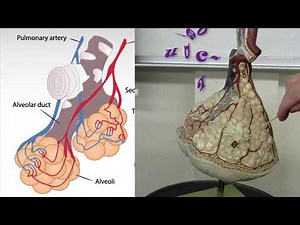 alveoli lung anatomy practical exam model review