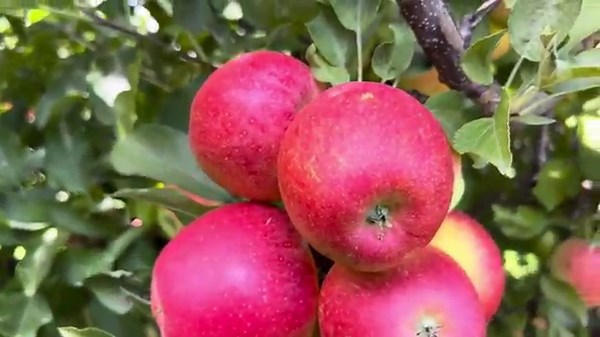 Gala Imperial Apples | Sweet, Crisp & Juicy Orchard Fresh Harvest
