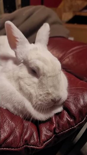 Very audible rabbit tooth purring.