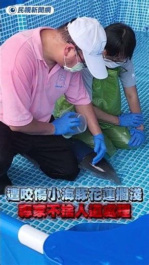 遭咬傷小海豚擱淺花蓮沙灘 專家不捨人道處理｜民視新聞｜