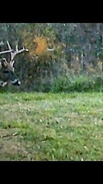 BEST DEER CALL TO USE DURING RUT ( SOUND ONLY ) BRING THE BUCKS IN FAST #deerhunting #deercall