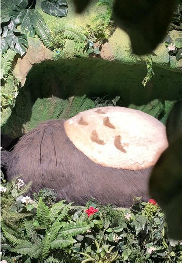 Discover Official Studio Ghibli Merchandise