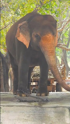 How Elephants Cope with Grief and Loss