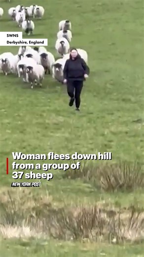 22K views · 212 reactions | Woman flees down hill from a group of 37 sheep. | New York Post | Facebook