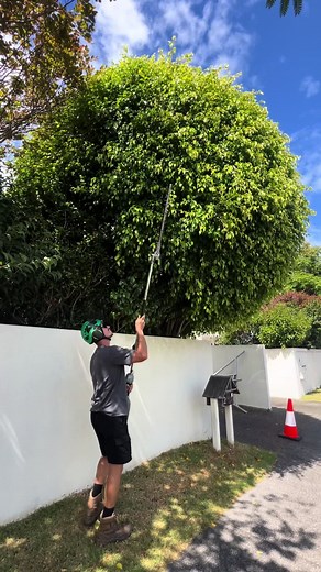 6m Scruffy Ball Transformation: Hedge Trimming in New Zealand