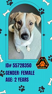 UPDATE: Transferred to Big Dog Rescue Project Are you looking for a sweet pet to add to your home? Meet our August Pet of the Month! She likes walks and people and is a little skeptical of toys at first, but it doesn't take her long to have some fun. Fill out your August Pet of the Month adoption application at https://bit.ly/3Uh9LuU. 🐾 | Tyler, Texas Animal Control and Shelter