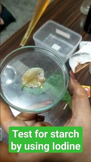 Test for starch in leaf by using iodine solution.