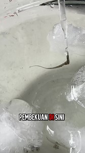 SCP 447 | Davis Avraham