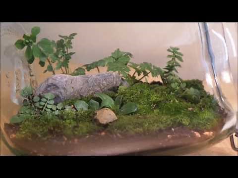 DIY - Garden In A Jar - Eternal Green Terrarium