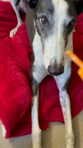 1.7K reactions · 89 comments | He loves a lolly  | Steve Sanderson Art | Facebook