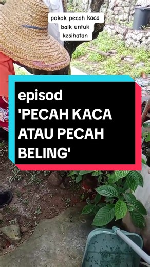 Khasiat Daun Pecah Kaca dan Manfaat untuk Kesihatan