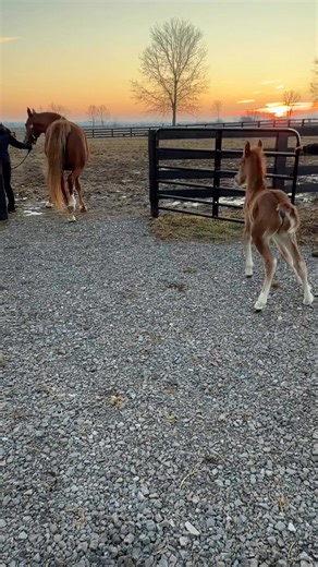 Rose’s baby’s first time outside ❤️❤️ he is a fancy boy!! Leatherwood Amadeus x Double O’Rose | Sunrise Stables