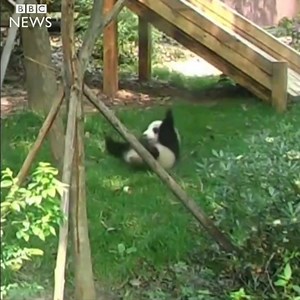 A playful panda has been filmed rolling down a hill at a breeding centre in China. 🐼 | BBC News