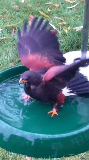 HARRIS HAWK BATHING