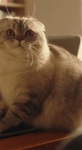 出勤ニャン！毎朝かならずデスクを乗っ取るスコティッシュフォールド