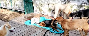 Pool filling party. | Wilton's Manor Doggie Daycare, Resort & Spa | Facebook