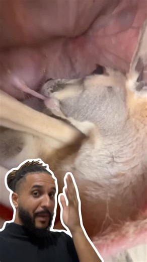 Mesquita on Instagram: "Os filhotes de canguru tem um QUARTO perfeito! 🦘 Você já sabia que o marsúpio das mamães canguru é tão confortável e espaçoso assim? Comenta aqui ⬇️"