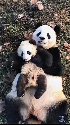 This Panda Hug Will Melt Your Soul 😭🐼