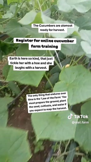 Online Cucumber Farm Training for Farmers