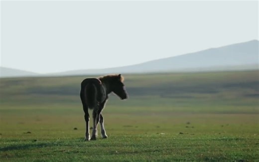 【民族团结之花】——历史上的内蒙古