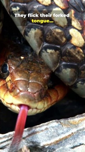 Snakes Don’t Smell—They Taste the Air! 😲🐍