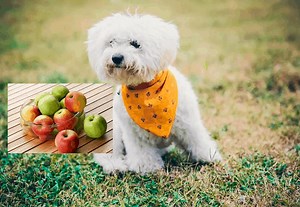 Can Dogs Eat Apples? - Top 10 Fruits dogs can and can not eat