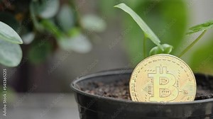 Bitcoin coins are placed on soil in pots and small plants. The growth of the BCT coin Concept.
