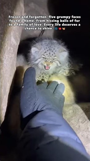 Rescuing Animals From The Arctic Ice#shorts