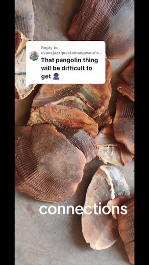 Exploring Unique Brown Shells on Textured Surface