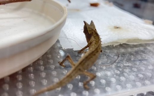 德卡里 Brookesia decaryi