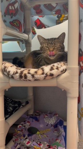 PATIENT PAWS: WAITING FOR LOVE Java is tired of waiting for forever family, where are they already?!? Sweet Java has been with us since early August, and she’s ready to find her forever home! This lovely lady likes to take her time getting to know new friends—but once she does, you’ll be rewarded with the cutest little head-to-fist bumps and the best biscuits in the shelter. Her loud, soothing purr could melt any heart. Come meet Java and let her work her magic! Java is a one-year-old spayed fem