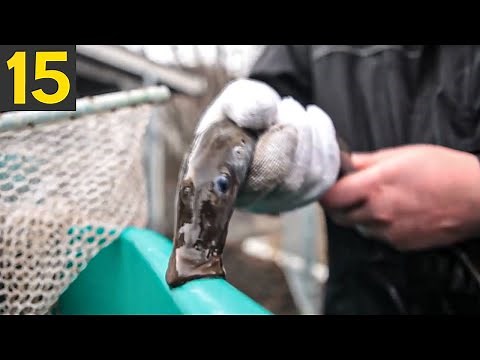 15 Most Terrifying Creatures