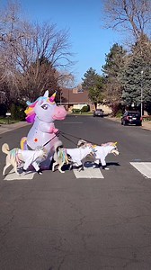 4.7M views · 80K reactions | Always be yourself unless you can be a unicorn, then always be a unicorn! 濾 Happy #Unicorn Day! #huskies #dogs #comedy | 2Husketeers | Facebook