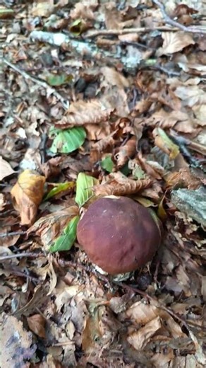 Funghi porcini Ottobre 2025 #mushroom #boletus #funghiporcini #ciuperci #shorts #glive