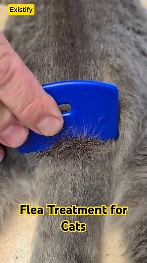 Best Flea Treatment for Cats 2025 | How to Apply at Home