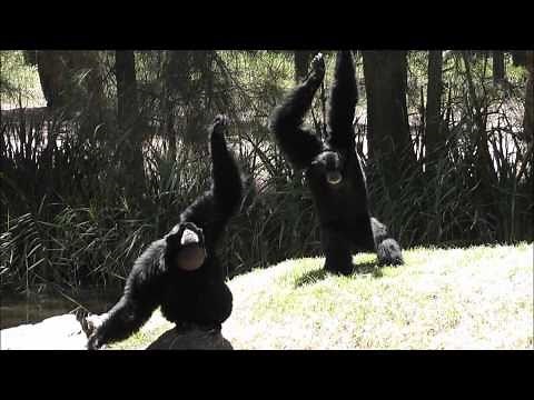 Siamang Gibbons at Dubbo Zoo