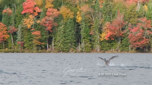 23K views · 733 reactions | Photographer Glenn Smith sent us this lovely video of a juvenile loon practicing its flying skills. Just like humans, young loons need to hone their skills. Thank you to Glenn Smith with sharing this video with all of us! | Adirondack Center for Loon Conservation | Facebook