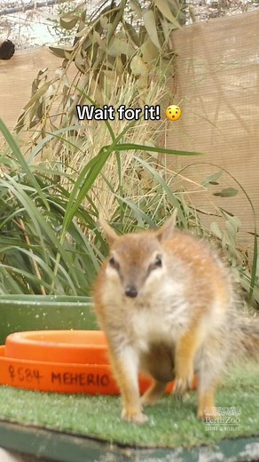 Numbat mums don’t have a pouch, the joeys cling to her belly as she munches 20,000 termites a day! We're proud to be the only zoo breeding numbats and have released 321 into the wild since 1993. Every joey matters! 🌿 #perthzoo #numbat #foryou #foryoupage #westernaustralia