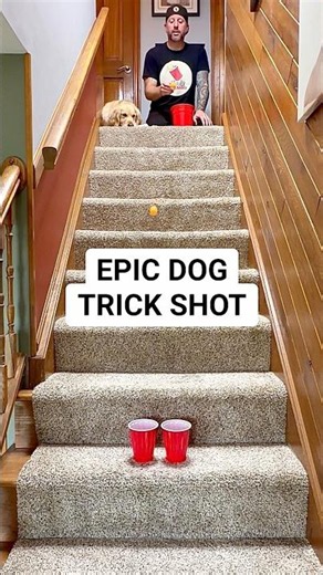 Epic 2 In A Row Dog Trick Shot #trickshots #dog #trickshot