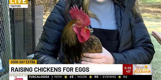 Raising chickens for eggs