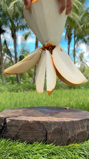 Coconut Cutting Fail ASMR – Water Everywhere #Reels #coconut #fruits | Pesona Pedesaan