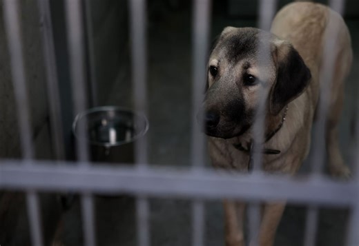 Pasadena Humane takes in hundreds of animals displaced by wildfires