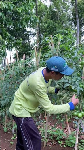 Taking care of the tomato garden 🍅 #tomatoesauce #tomatoes