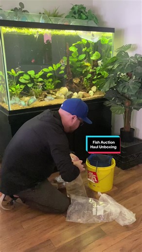 Tropical aquarium fish unboxing #unboxing #aquarium #fishtank #homeaquarium #aquariumhobby #tropicalfish #aquariumfish #fish #fishauction #angelfish #cichlids #polarblue #polarblueparrot #starrynight #starrynightcichlid #convictcichlid #convicts